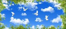 蓝天白云鸽子绿叶
