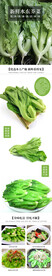 新鲜水东芥菜详情设计