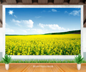 油菜花背景