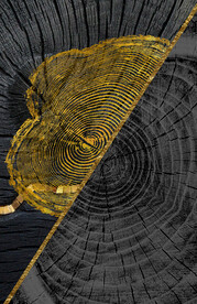 装饰画 晶瓷画 树轮