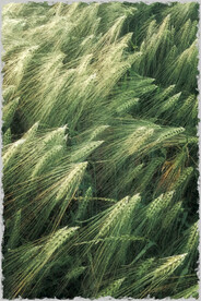 60X90卧室装饰油画可印刷