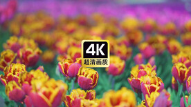 近焦拍摄郁金香花丛特写视频素材