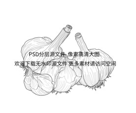 大蒜插画