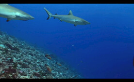 唯美高清海底鲨鱼视频