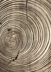 装饰画 晶瓷画 树轮