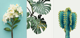 装饰画 三联画 仙人球 栀子花