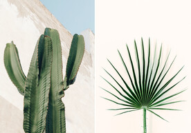 装饰画 晶瓷画 仙人掌 粽叶