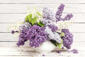 装饰画 晶瓷画 紫色薰衣草