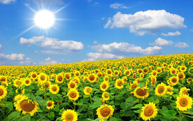 装饰画 晶瓷画 向日葵