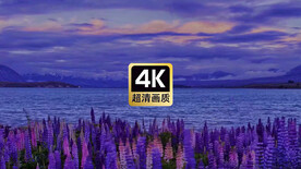 短视频素材唯美傍晚湖边上薰衣草