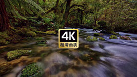 短视频素材唯美近焦森林溪流