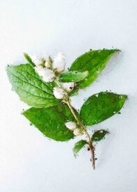 5070数字油画装饰画海棠花开