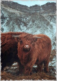 50X70数字油画装饰画牦牛