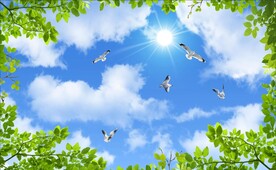 蓝天白云鸽子绿叶