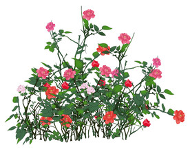 月季花丛分层素材