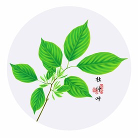 手绘杜仲叶