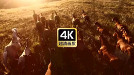 短视频素材夕阳草原上奔跑的马群