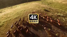 短视频素材草原上奔跑的马群