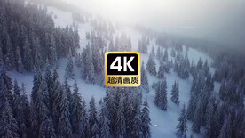 短视频素材航拍薄雾下雪原松树林