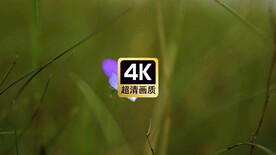 短视频素材风中摇摆的紫色小花