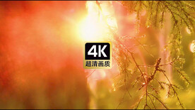 短视频素材阳光照耀树干日晕美景