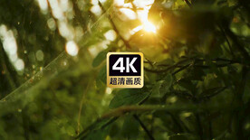 短视频素材树枝间的蛛网