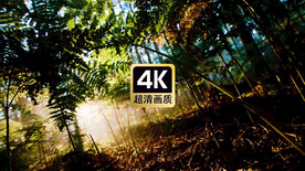 运镜视频日光穿过低矮植物