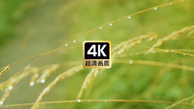 短视频素材风中挂着露珠狗尾草