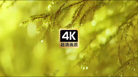 短视频素材雨后松树枝特写