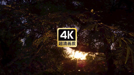 短视频素材日光透光树叶特写镜头