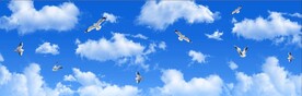 蓝天白云鸽子