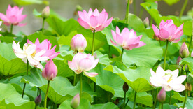 夏天池塘盛开的粉红色荷花