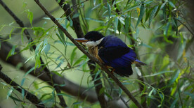 树枝上的活泼可爱的蓝翡翠幼鸟