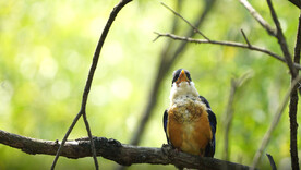 树枝上的活泼可爱的蓝翡翠幼鸟