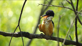 树枝上的活泼可爱的蓝翡翠幼鸟