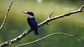 树枝上的活泼可爱的蓝翡翠幼鸟