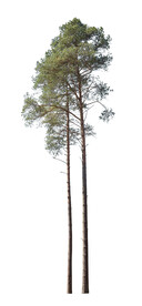 针叶树松树PS素材