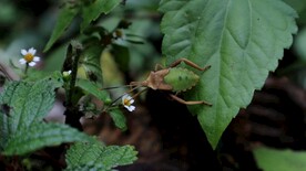 云南苍山上的虫子