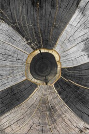 北欧风金色木纹年轮玄关装饰画