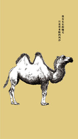 沙漠骆驼