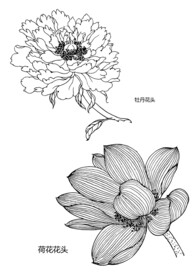 矢量花朵手绘线稿插画素材