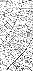 高清分层透明底彩白彩写真图