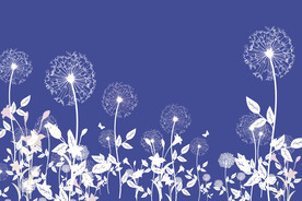 蒲公英蓝色背景