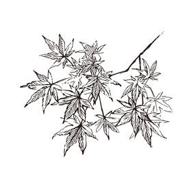矢量枫叶植物线稿插画