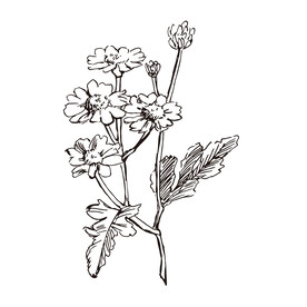 矢量花朵格桑花手绘线稿插画