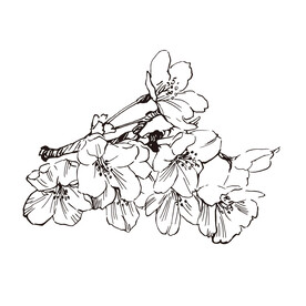 矢量桃花植物花朵手绘线稿插画