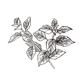 矢量叶子植物手绘插画线稿