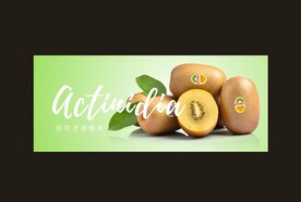 高清 金果 猕猴桃 灯箱