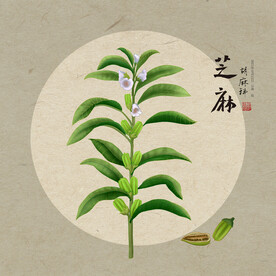手绘芝麻