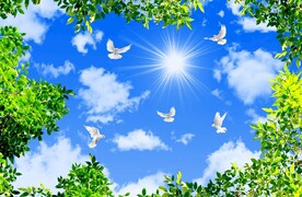 蓝天白云绿叶鸽子